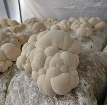 Load image into Gallery viewer, Hodgins Harvest Organic Reishi Mushroom Fruiting Body Extract Tincture - Extra Concentrated Dual Extract Supplement - Supports Heart Health &amp; Wellness - USDA Organic Mushrooms - 4 oz
