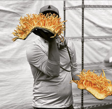 Load image into Gallery viewer, Hodgins Harvest Organic Reishi Mushroom Fruiting Body Extract Tincture - Extra Concentrated Dual Extract Supplement - Supports Heart Health &amp; Wellness - USDA Organic Mushrooms - 4 oz
