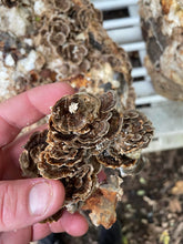 Load image into Gallery viewer, Hodgins Harvest Organic Reishi Mushroom Fruiting Body Extract Tincture - Extra Concentrated Dual Extract Supplement - Supports Heart Health &amp; Wellness - USDA Organic Mushrooms - 4 oz
